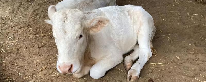 怎么治疗新生牛犊掉毛，需要及时补充营养和驱虫