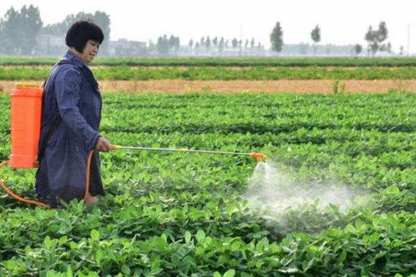 盆栽花生如何种植，种植时间在每年春天的4-5月份