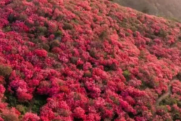 映山红的养殖方法，在通风透气的半阴环境中养护为佳