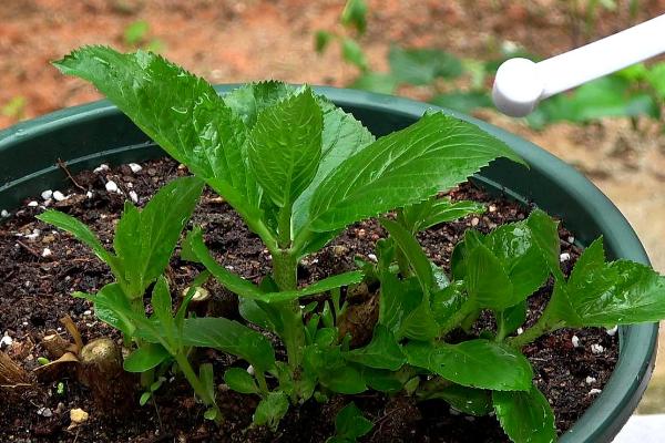 怎么移栽绣球花幼苗，取出植株经过修根处理后再栽植