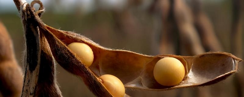 吉密豆3号大豆种子简介，玉米种植密度是清种玉米的2倍