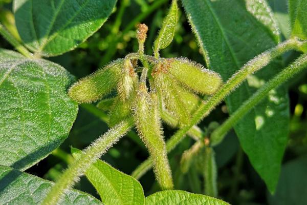 贡秋豆8号大豆种子特征特性，区试夏播全生育期平均128天