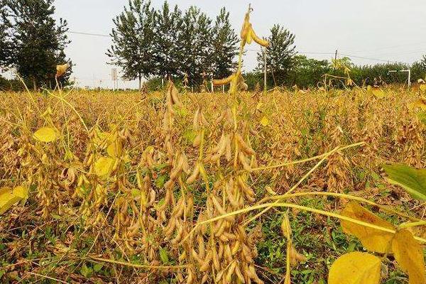 登科4号大豆种子介绍，中等肥力地块2.0万株