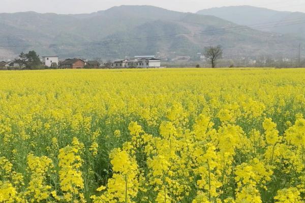 种植油菜的株距与行距，株距行距通常在10-15厘米左右