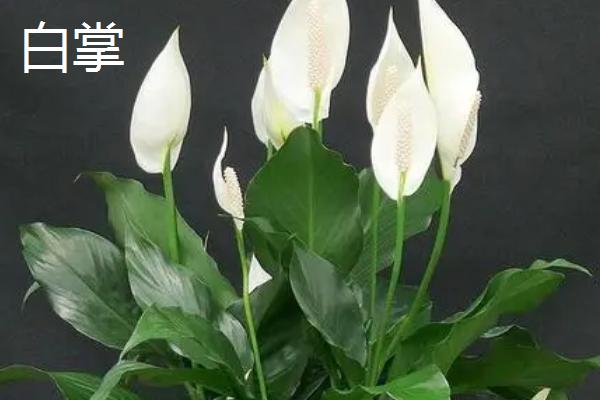 白掌和红掌的区别，品种、花朵、叶片均不同