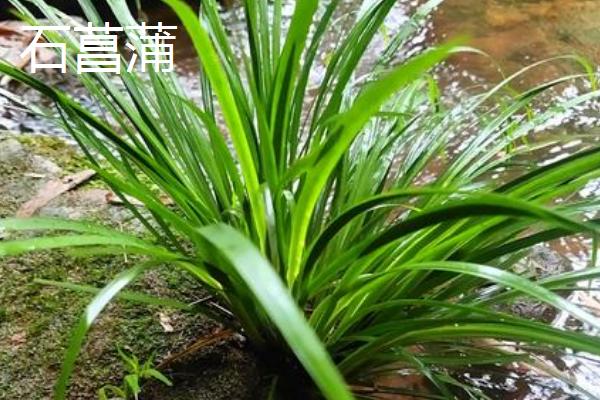 石菖蒲和水菖蒲有什么区别，根茎、叶片、习性等方面均不同