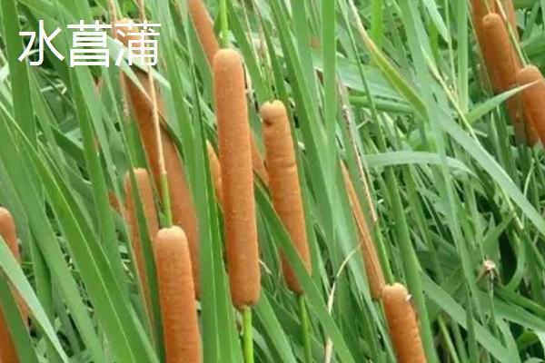 石菖蒲和水菖蒲有什么区别，根茎、叶片、习性等方面均不同