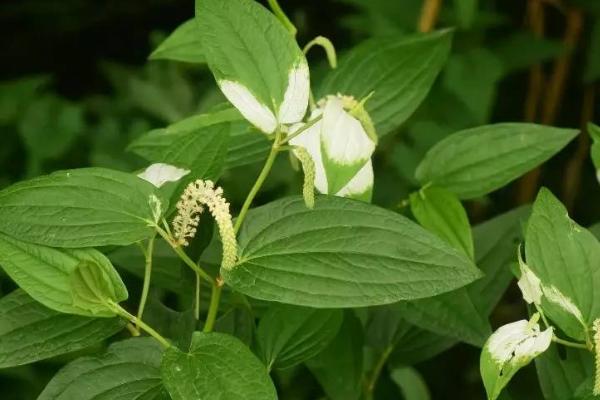 白三草的花语，寓意祈求、希望、爱情