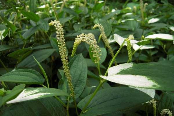 白三草的花语，寓意祈求、希望、爱情