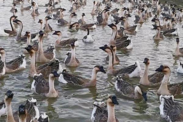 马岗鹅和黑棕鹅的区别，产地、外观和习性均不同