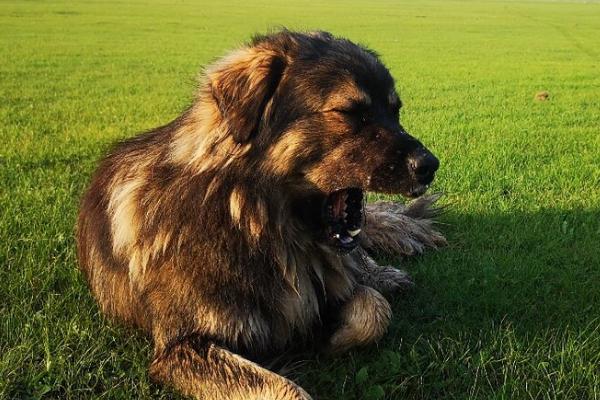 大型犬有哪些品种，包括西藏犬、昆明犬、哈萨克牧羊犬等种类