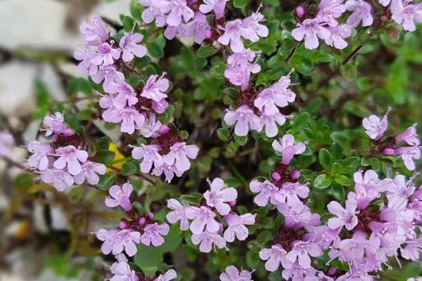 香草的种类，常见的有香荚兰、薰衣草、百里香等