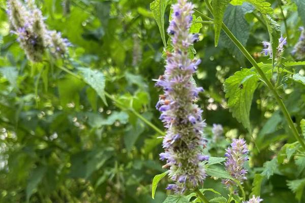 香草的种类，常见的有香荚兰、薰衣草、百里香等