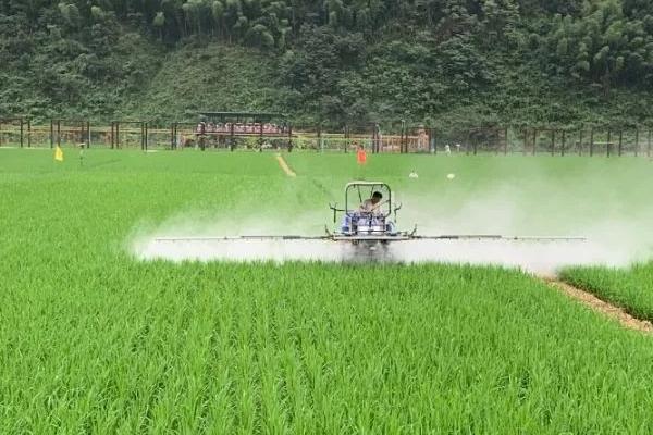 水稻铁锈病的发生原因，生长在浅沙土、漏水田里面的水稻容易出现缺钾型铁锈病