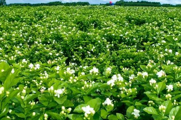 茉莉花能地栽吗，可以地栽但要勤松土