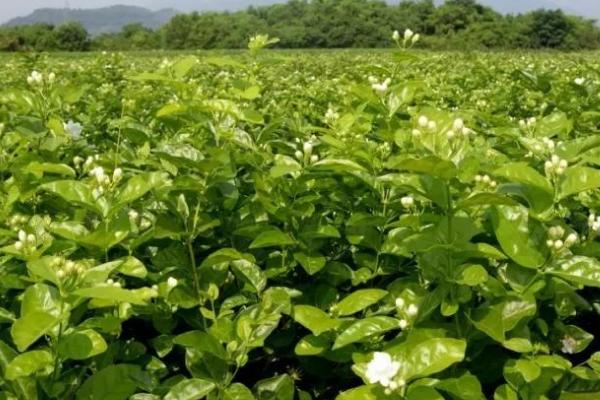 茉莉花能地栽吗，可以地栽但要勤松土