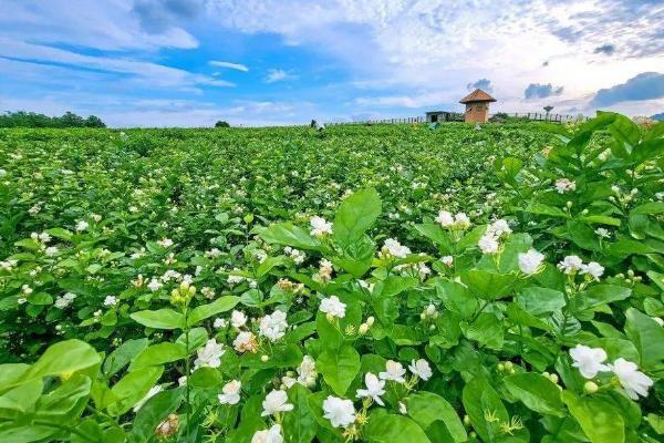 茉莉花能地栽吗，可以地栽但要勤松土