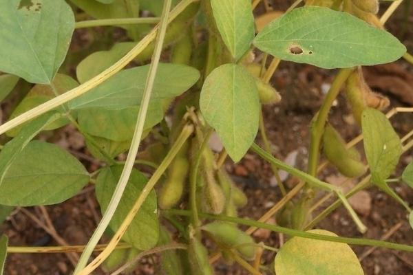 周豆19号大豆种子特征特性，及时防治食叶性害虫