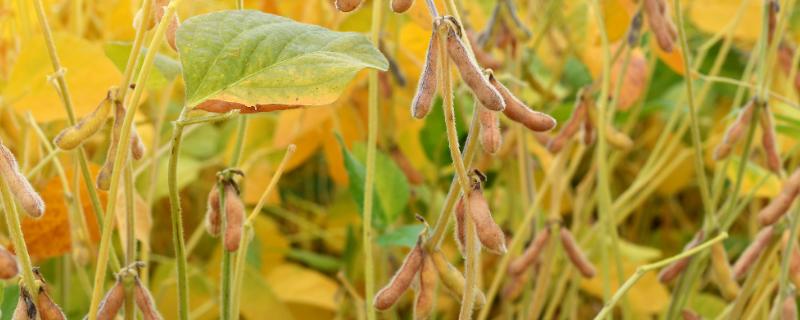 苏豆8号大豆种子特点，中抗花叶病毒病7号株系