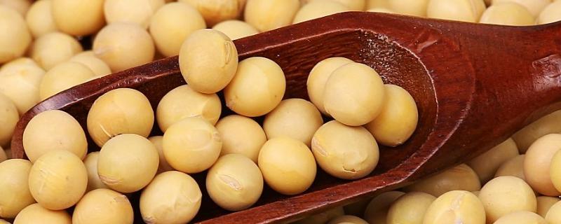 南农菜豆6号大豆种子特点，每亩1.2-1.3万株