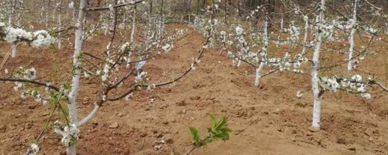 果树栽植成活率怎样才能提高，应选用优质苗木适时栽植