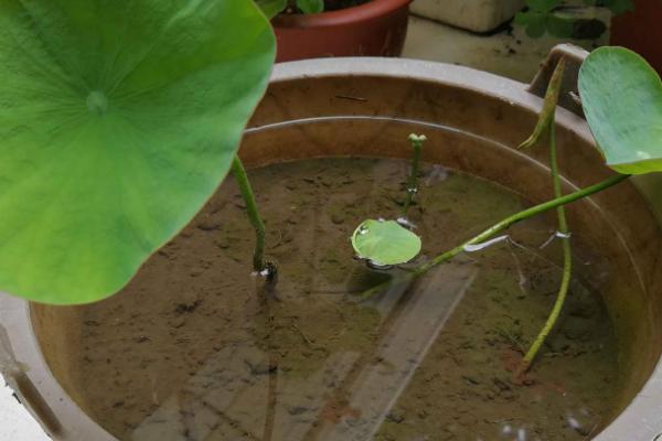 怎么用大缸养藕，种植的藕节选择两节到三节的品种