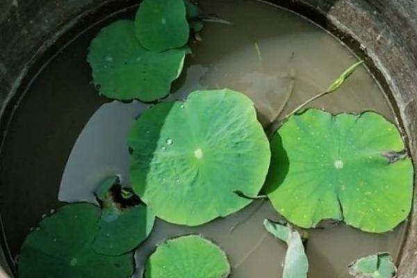 怎么用大缸养藕，种植的藕节选择两节到三节的品种