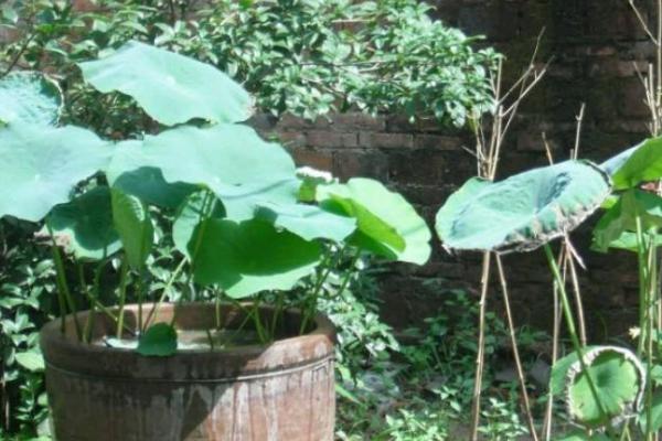 怎么用大缸养藕，种植的藕节选择两节到三节的品种