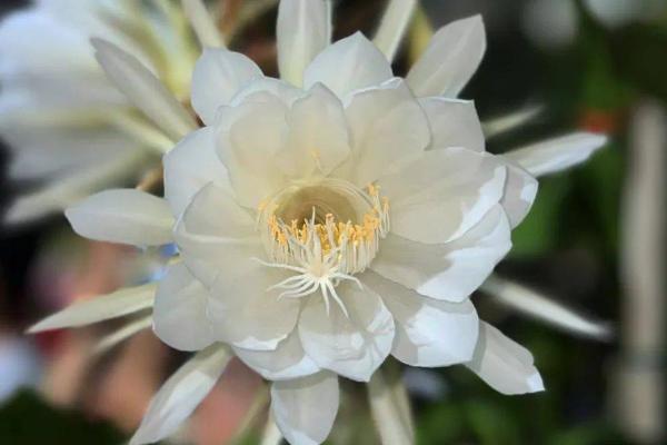 昙花的花语，寓意瞬间的美丽、刹那间的永恒