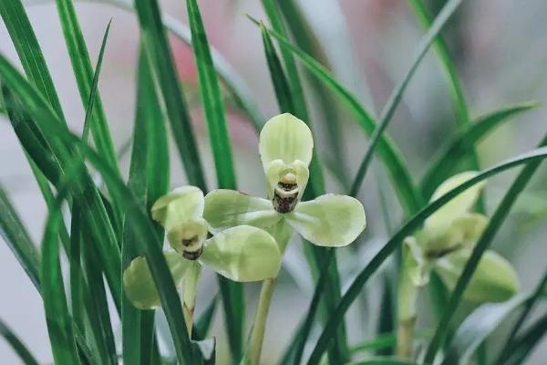 哪些花卉在秋季栽种，荷兰菊、旱金莲、番红花等品种在此时种植