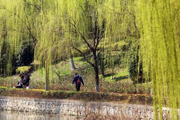 柳树是怎么传播种子的，靠风力、动物和水力传播