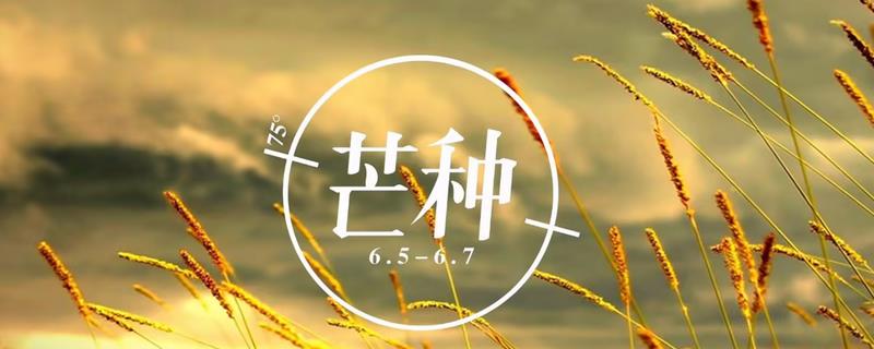 2024年芒种节气是哪一天，在公历6月5日