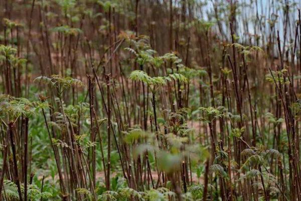 怎么在大棚中种植香椿，先培育壮苗再分级移栽