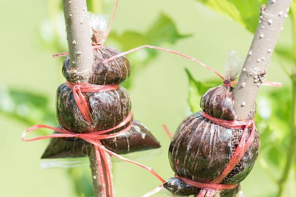 嫁接桑树的时间和方法，以3月份中上旬为宜