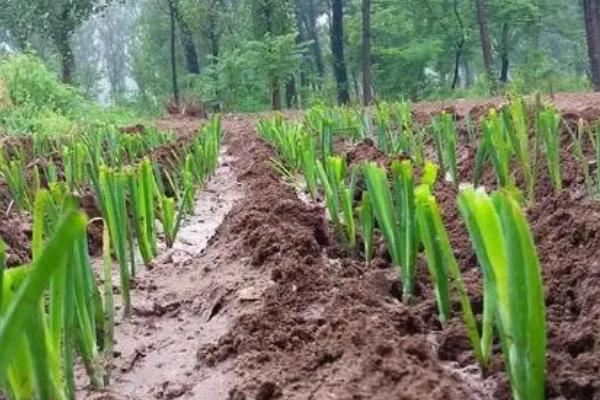 怎么种植葱根，首先选择根须比较完整的葱根