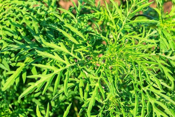 豚草的相关介绍，属于菊科草本植物