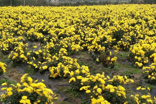 什么时候给压条的菊花施肥，生根后就可以施肥了