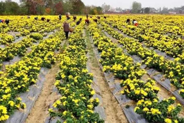 什么时候给压条的菊花施肥，生根后就可以施肥了