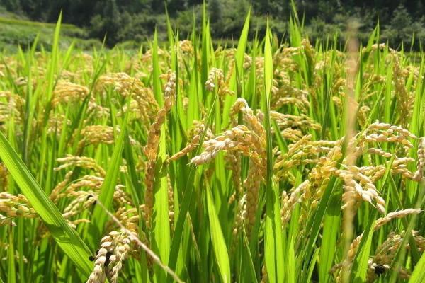 赣晚糯7号水稻种子特点，6月6日左右播种