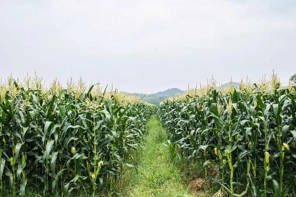 昭丰2号玉米种子特点，生育期142天