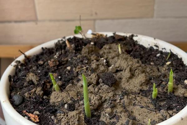 风铃草怎么养殖，盆土选择肥沃、排水良好的土壤