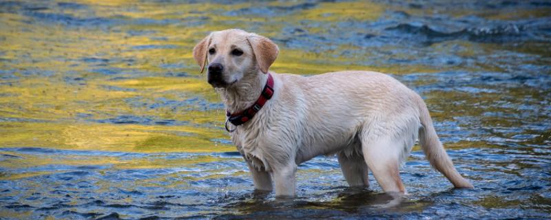 犬瘟怎么传播，接触空气都可成为传播途径