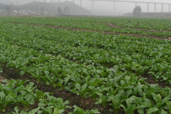 油菜春季怎么管理，主施磷钾复合肥可促进花芽分化