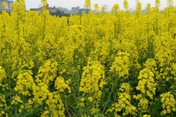 油菜春季怎么管理，主施磷钾复合肥可促进花芽分化