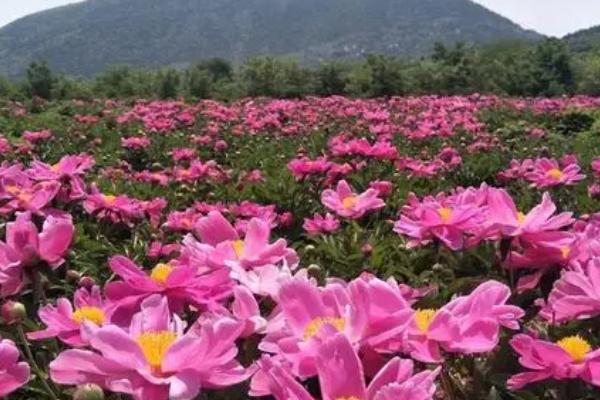 芍药花的外观特点，花朵呈红色或紫红色、在茎杆顶部生长