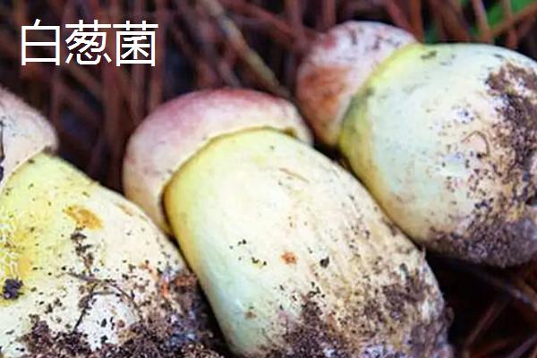 有哪些野生菌菇种，牛肝菌、鸡枞菌、白葱菌等品种比较常见