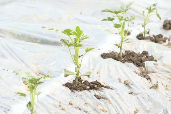 西瓜的种植方法，播种前先浸种4小时左右