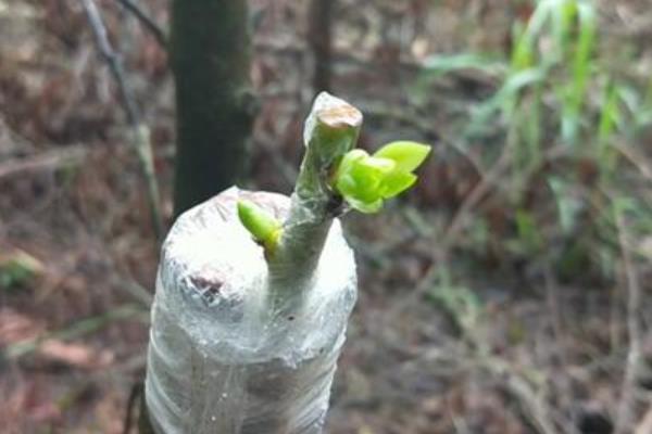 八角树的简介，植株高大属于常绿乔木