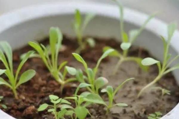 矢车菊的催芽方法，要借由湿润的纸巾作为打底