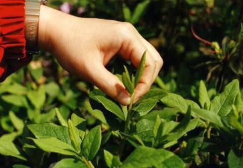 醉蝶花种子如何种植，初期定植时施薄肥1次